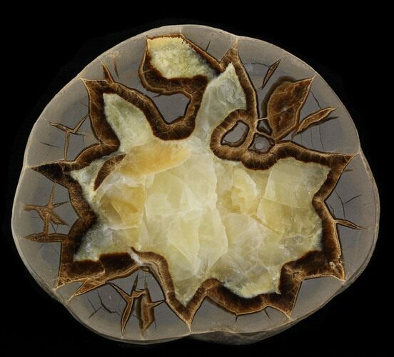 Polished Septarian Slice - Utah #37716
